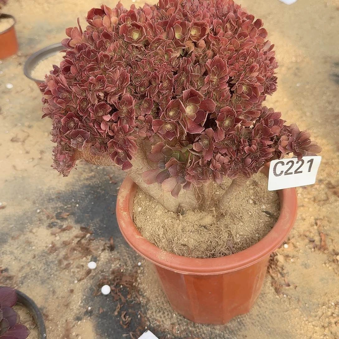 221玫瑰朵朵一颗呀呀