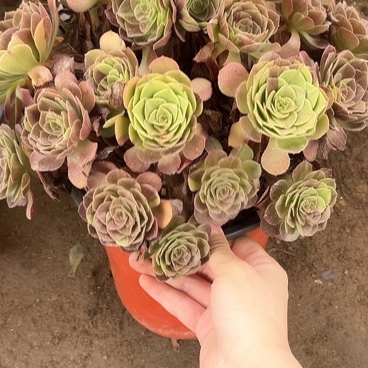 9.7-25黑美人多肉植物1