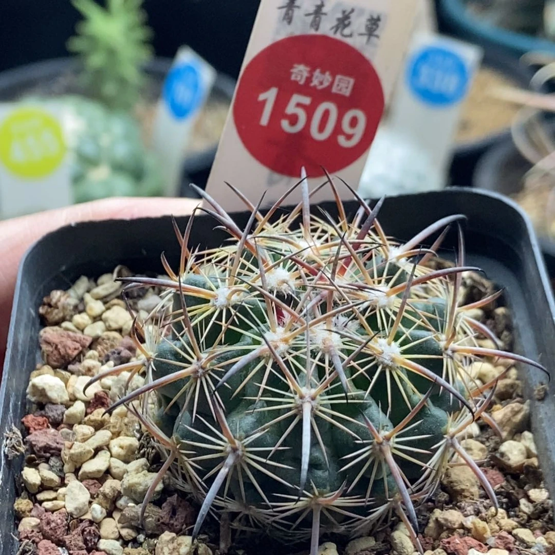 实生豪刺琥爪一颗仙人球