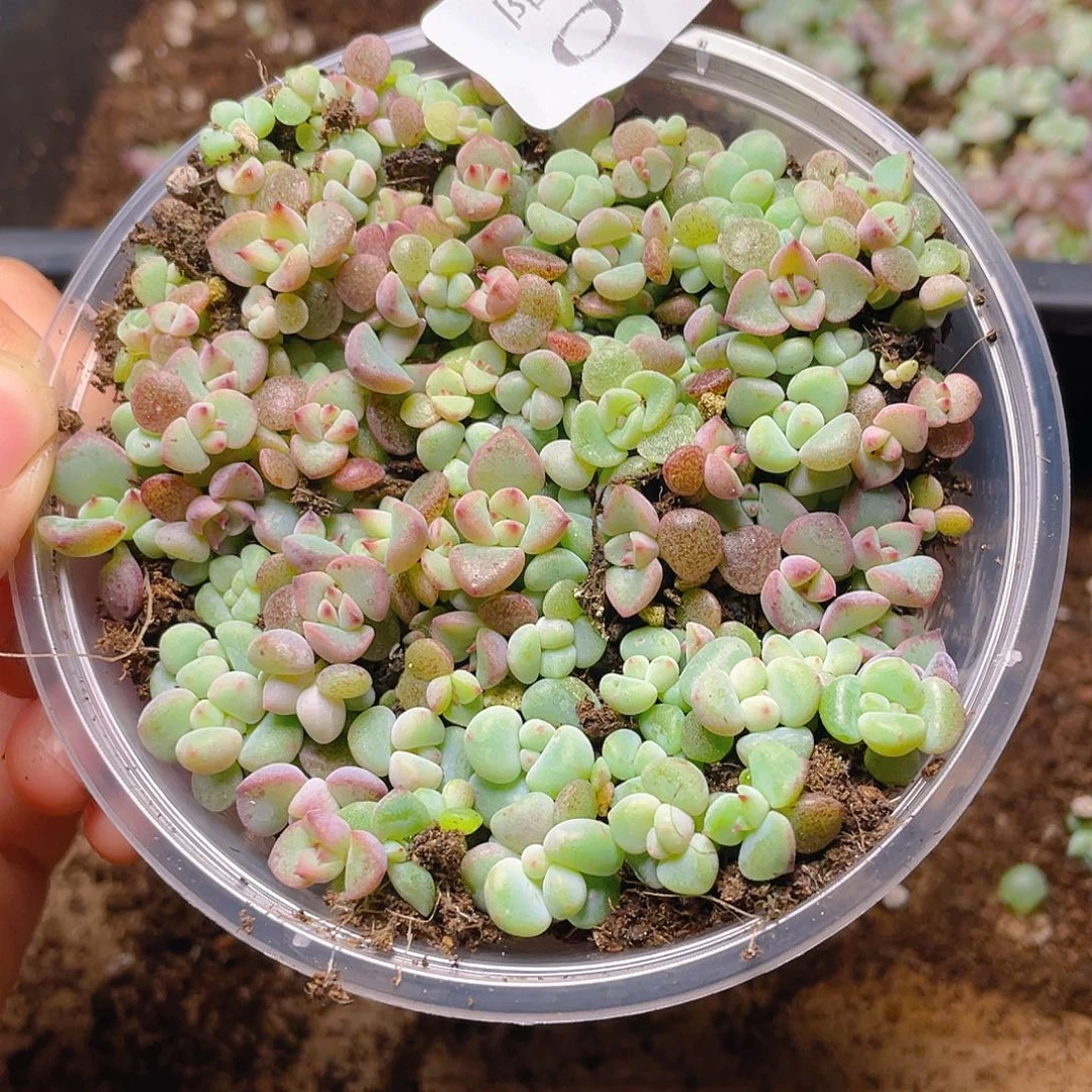 多肉植物多肉植物18