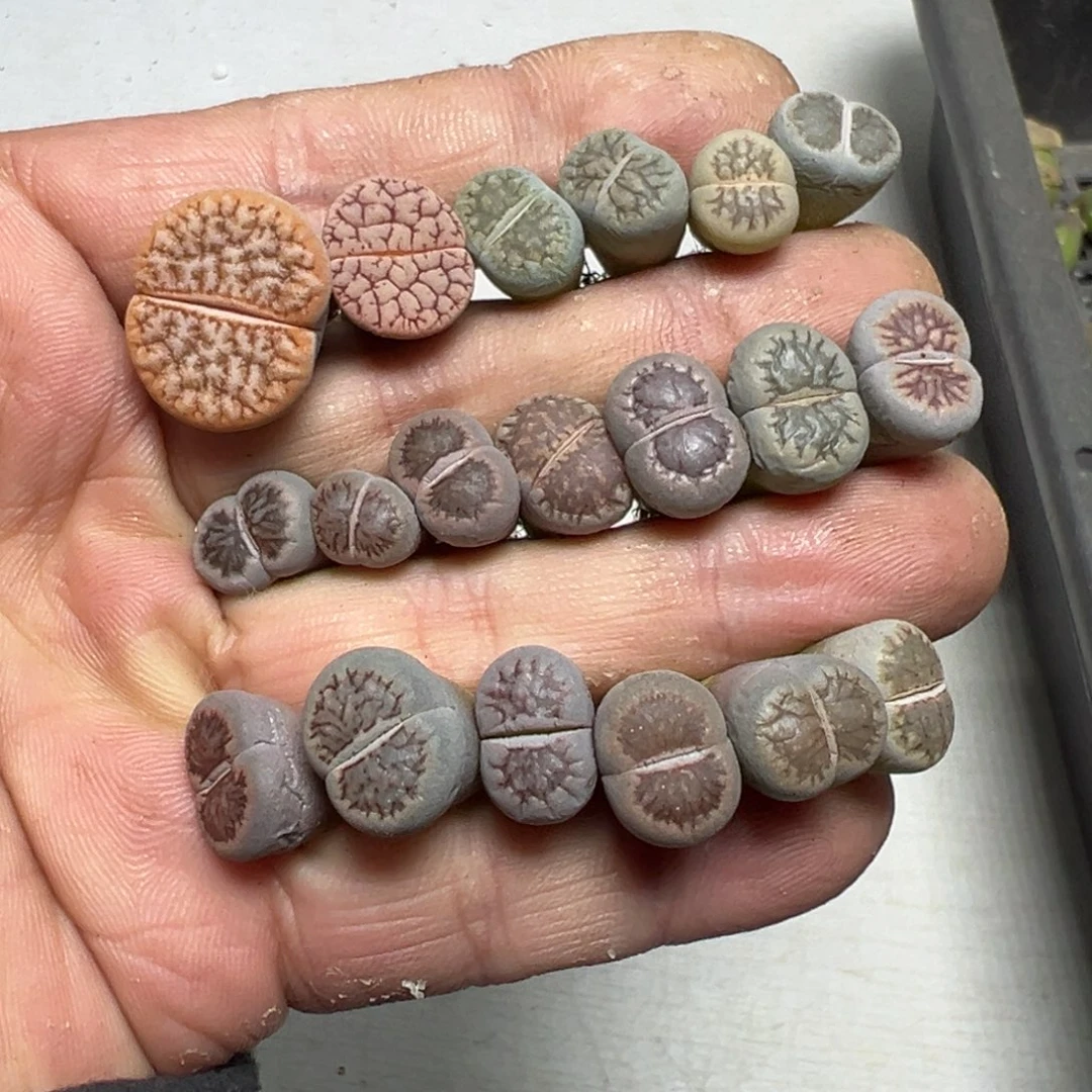 【闪购商品】 568。