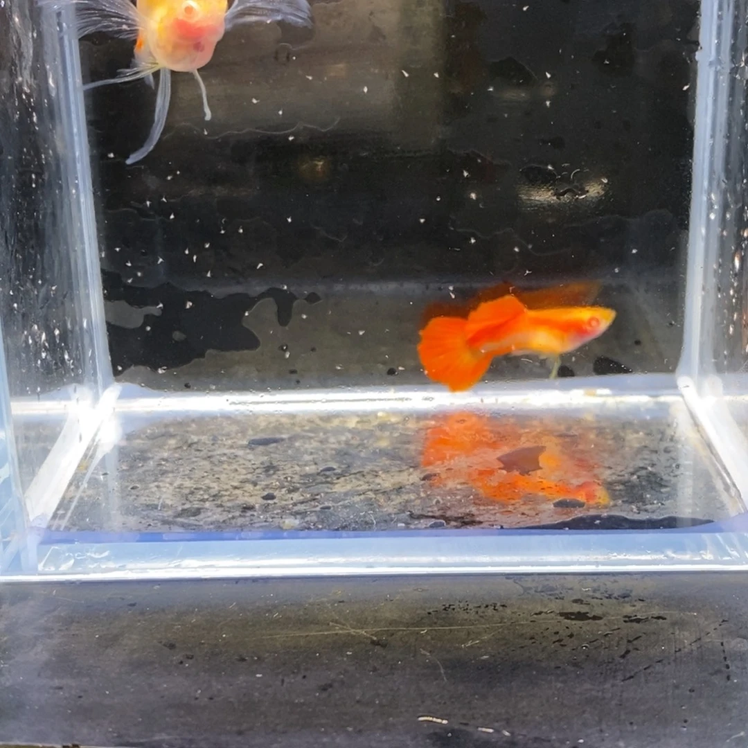 孔雀鱼红宝石球c一对