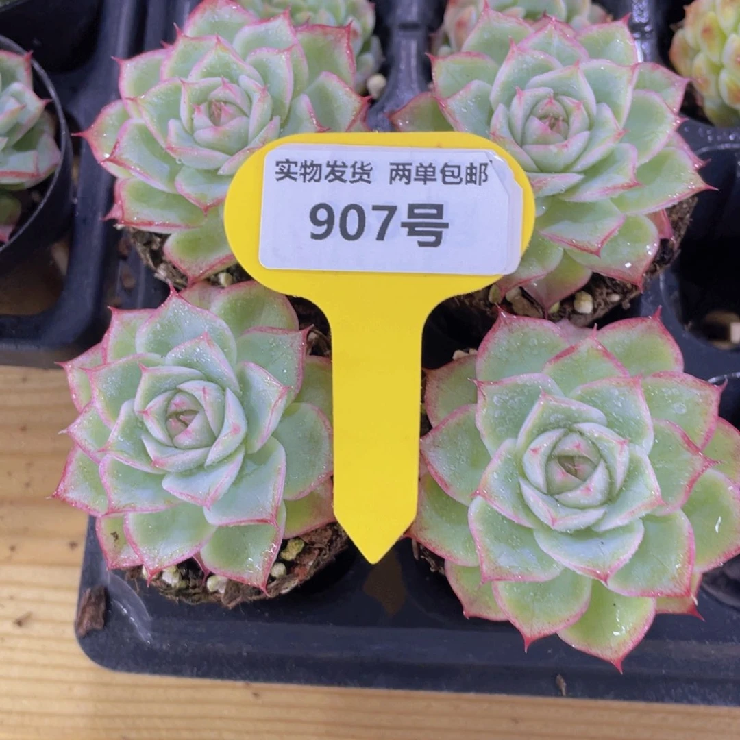 907号 睫毛清新女王单头一个