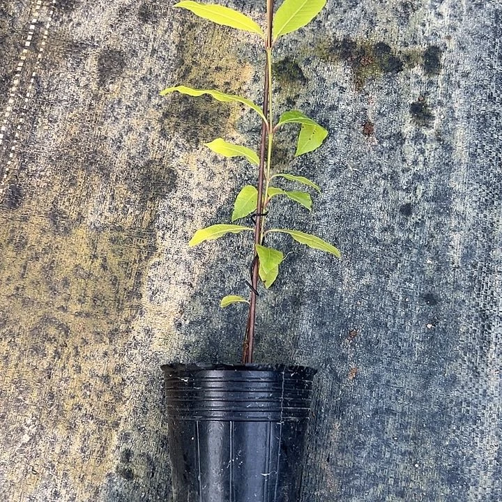 花***地天使2357999754444444