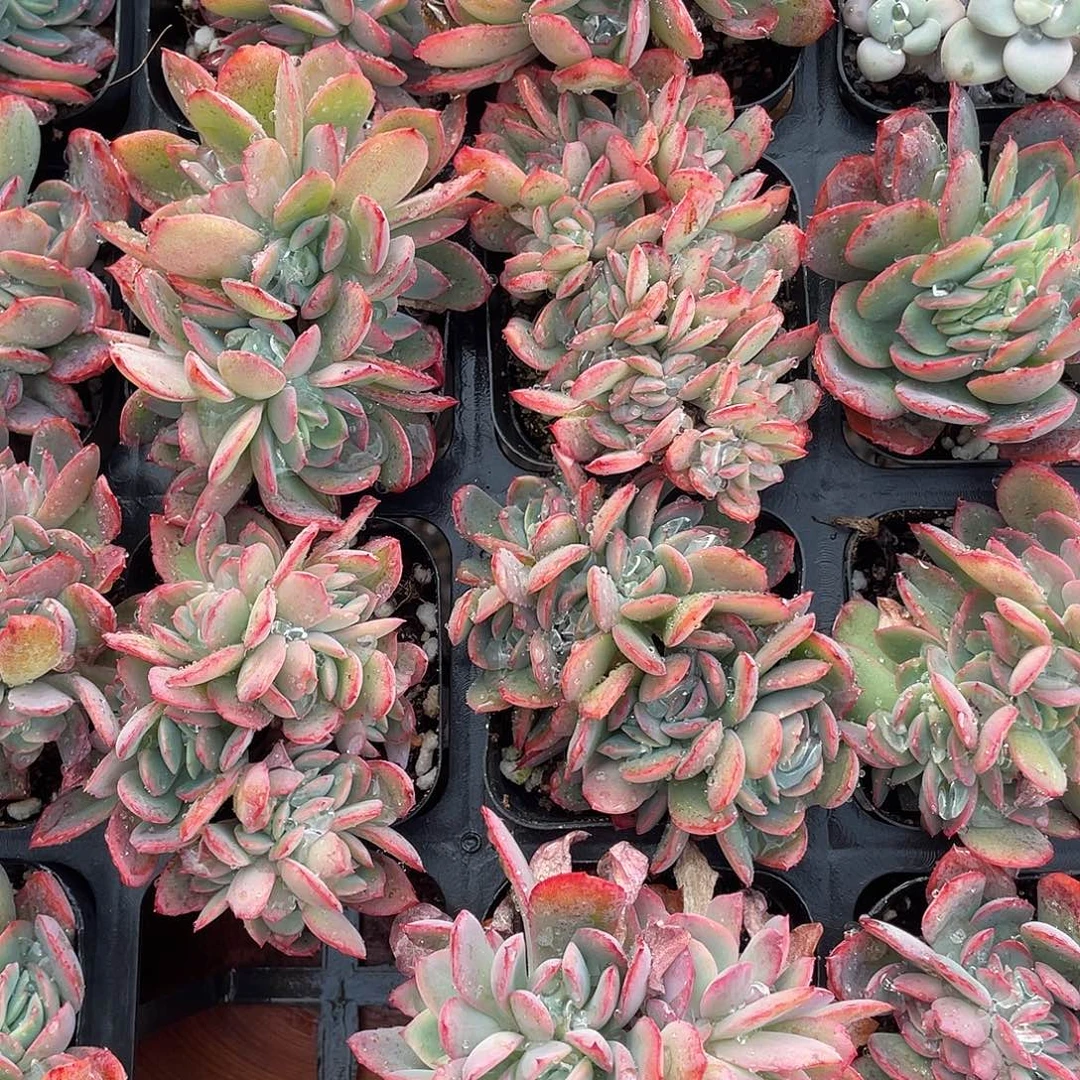 2颗装！绮罗朵朵缀化