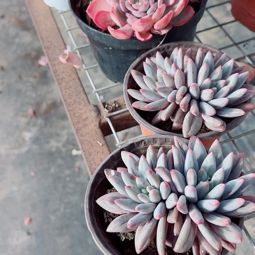 虞美人双头起发精品特价