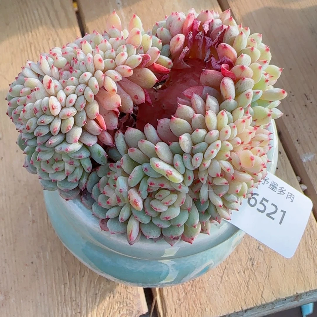 白胖子缀化，6521多肉植物