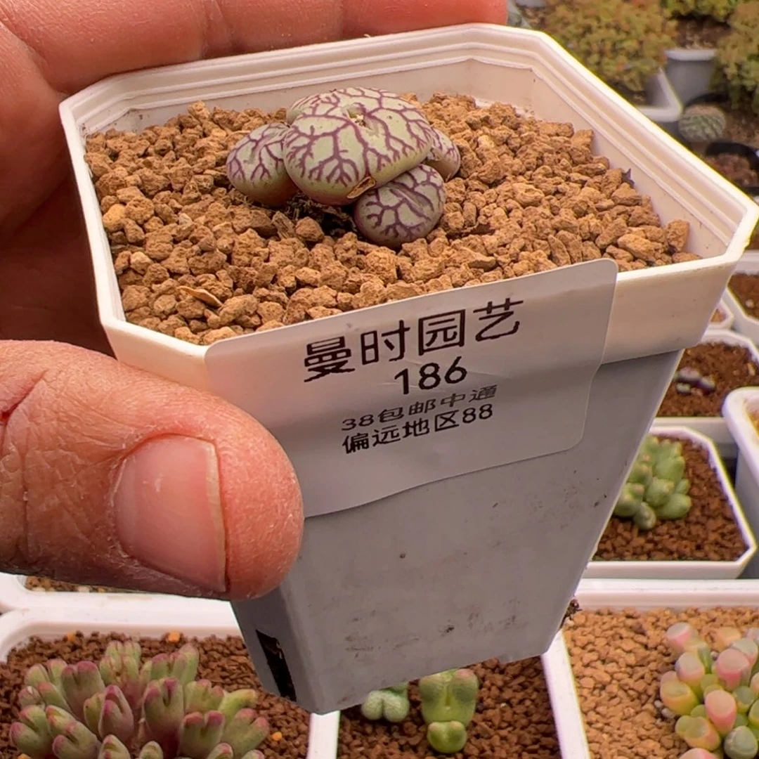 ㋃2.8猴多肉植物186