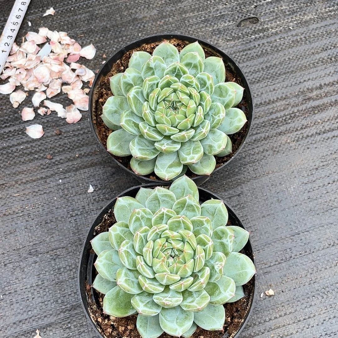 安***陪多肉植物多肉植物