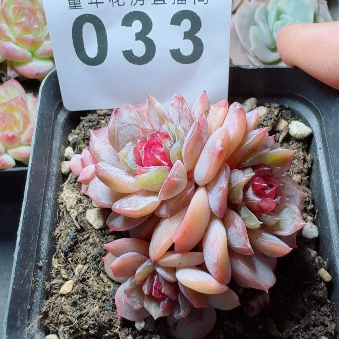宫花            精美多肉植物