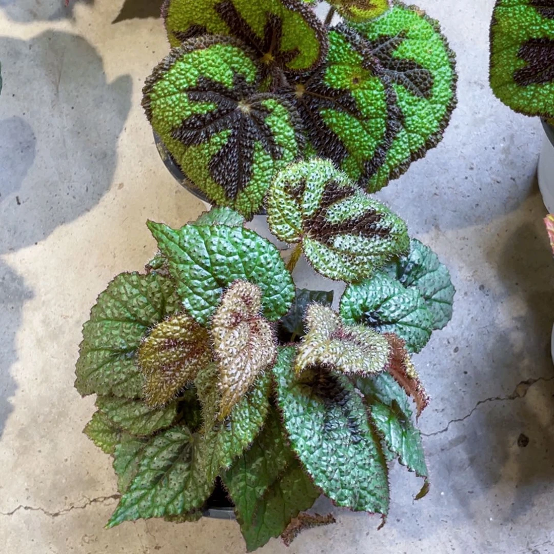 无花朵美纹白铁十字福利款组合