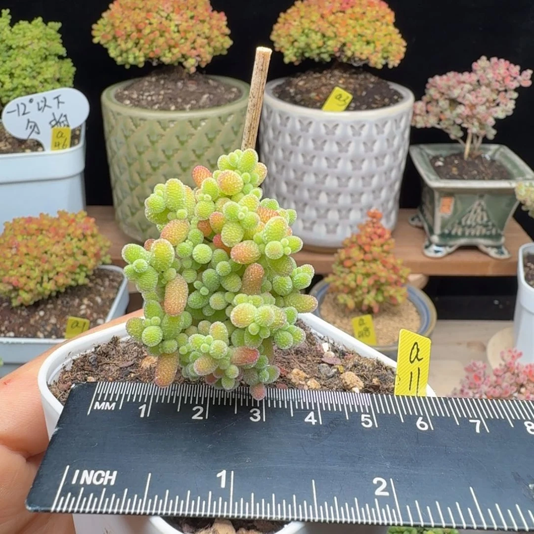 a11号蜜橘杂金桔实生
