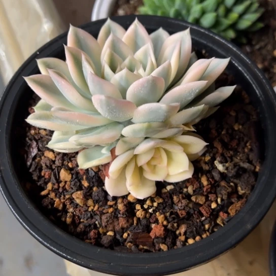 月亮仙子锦 夏鸣园艺