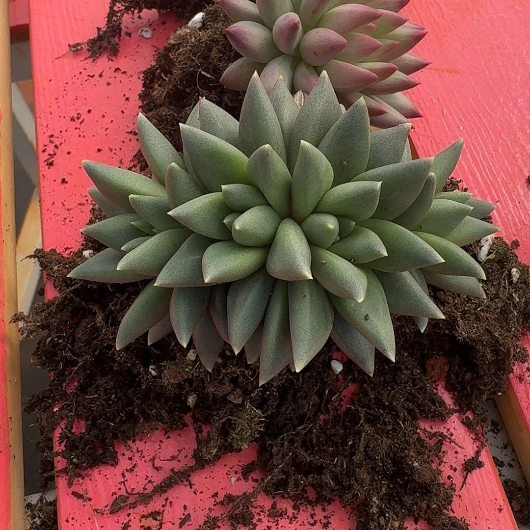 菊***姐狼牙多肉植物一颗发货