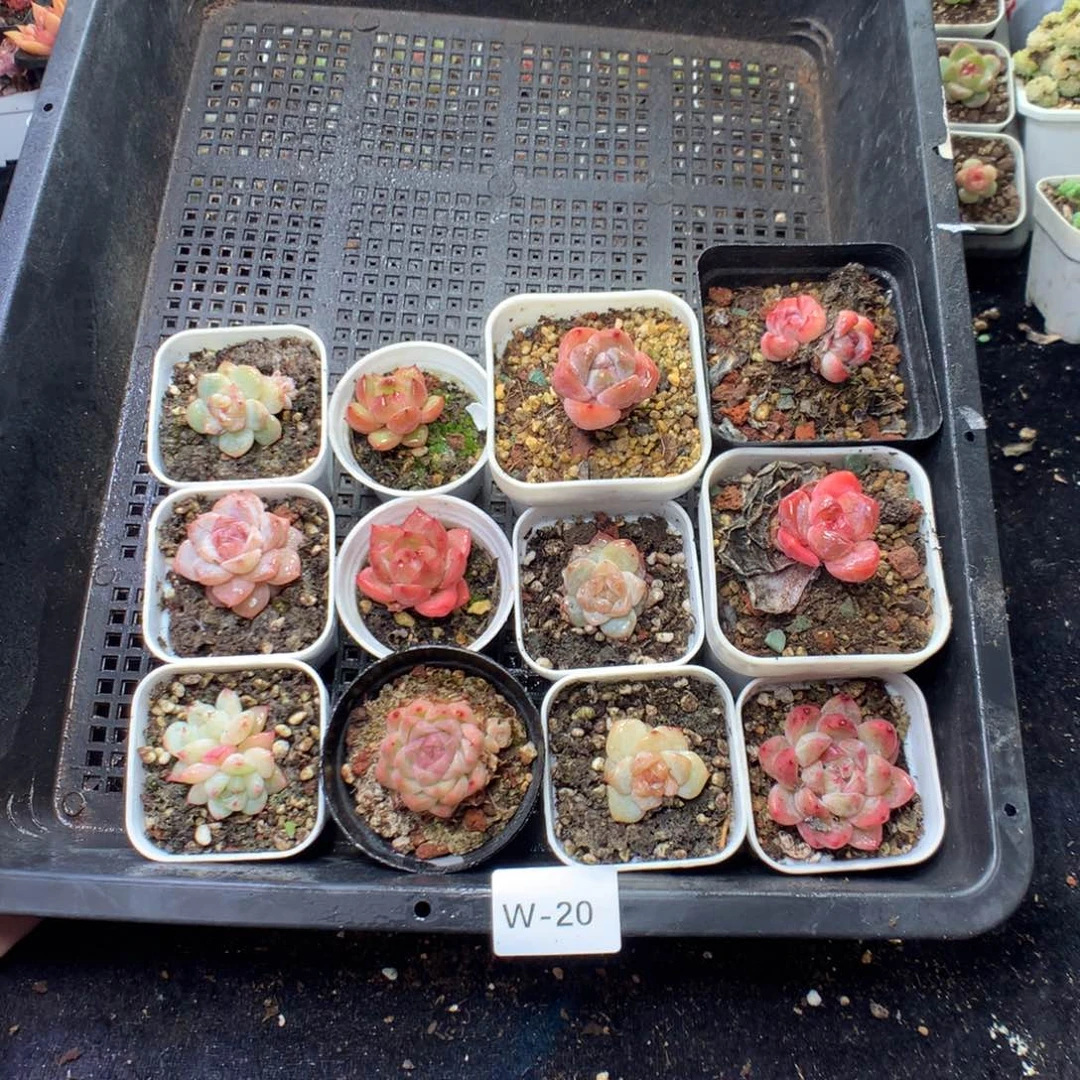 全部花朵W20英语英语