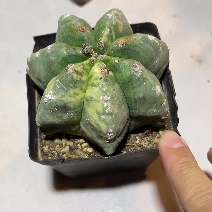 无花朵龟甲鸾凤玉锦一物一拍