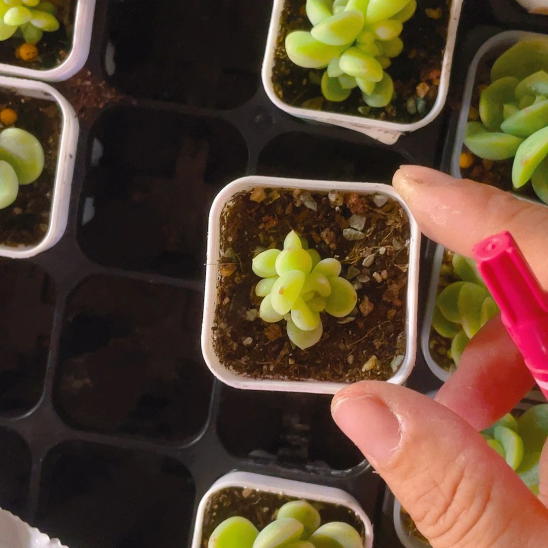 童话盆一个满25包邮