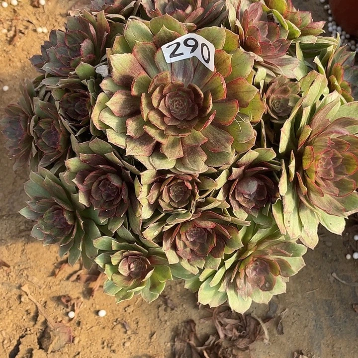 无花朵290干枯玫瑰对肉植物