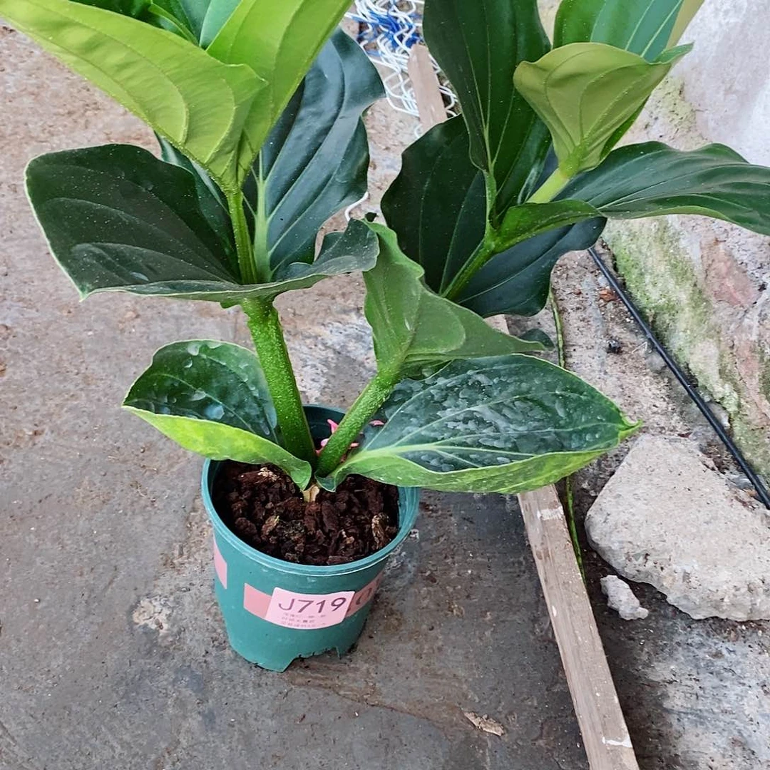 无花朵贺*良木本花卉719
