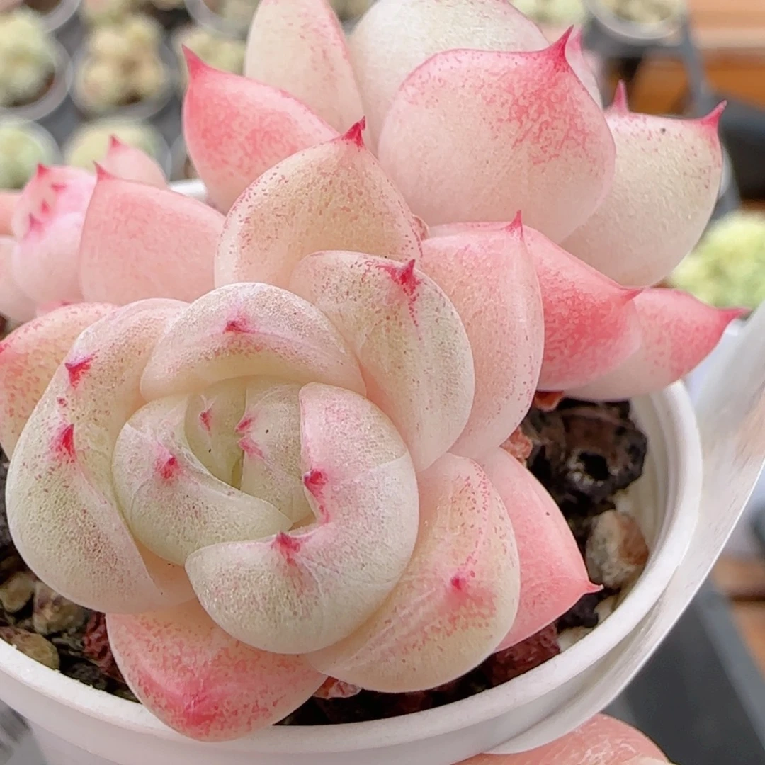 花语多肉1213-281散