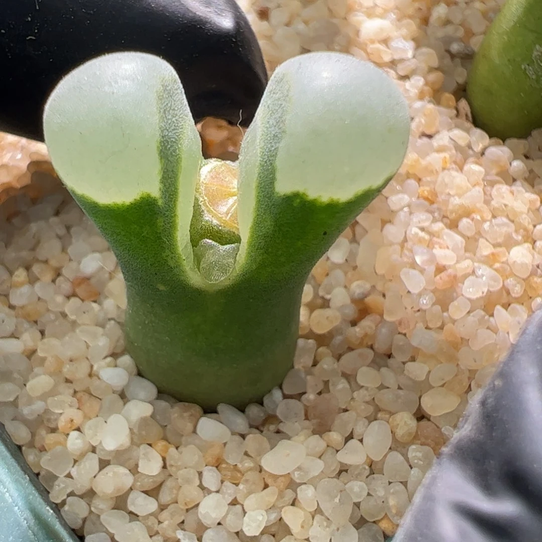 1802.6一颗墨绿体白窗28。