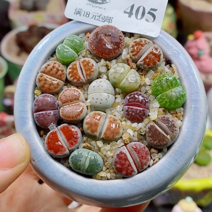 生石花花花花花花405