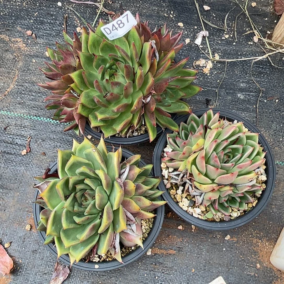 若如东云组拍D487