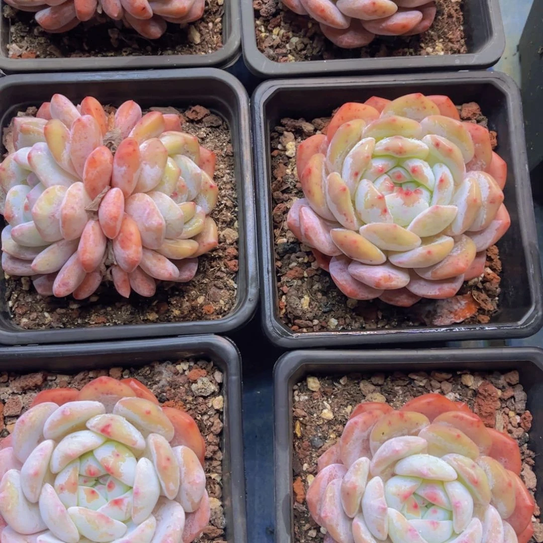 橙梦路量拍9.99一颗