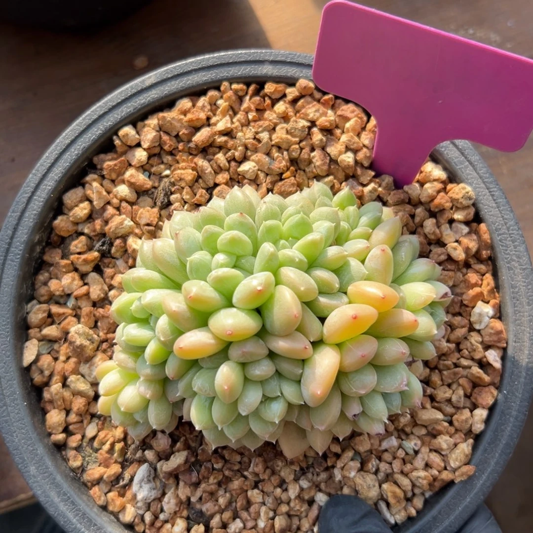 百达翡翠1111111111111