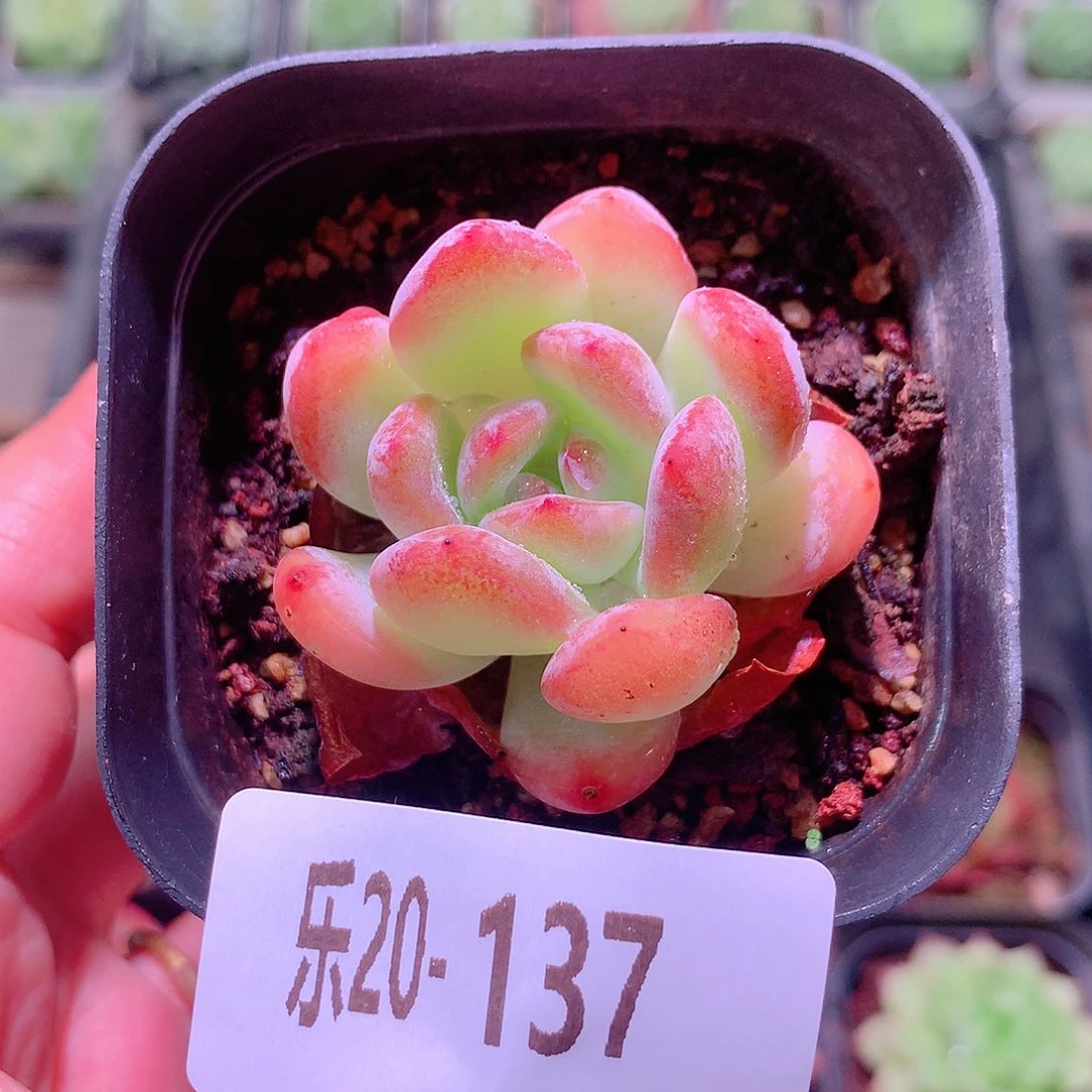 乐然20-137 万宝龙