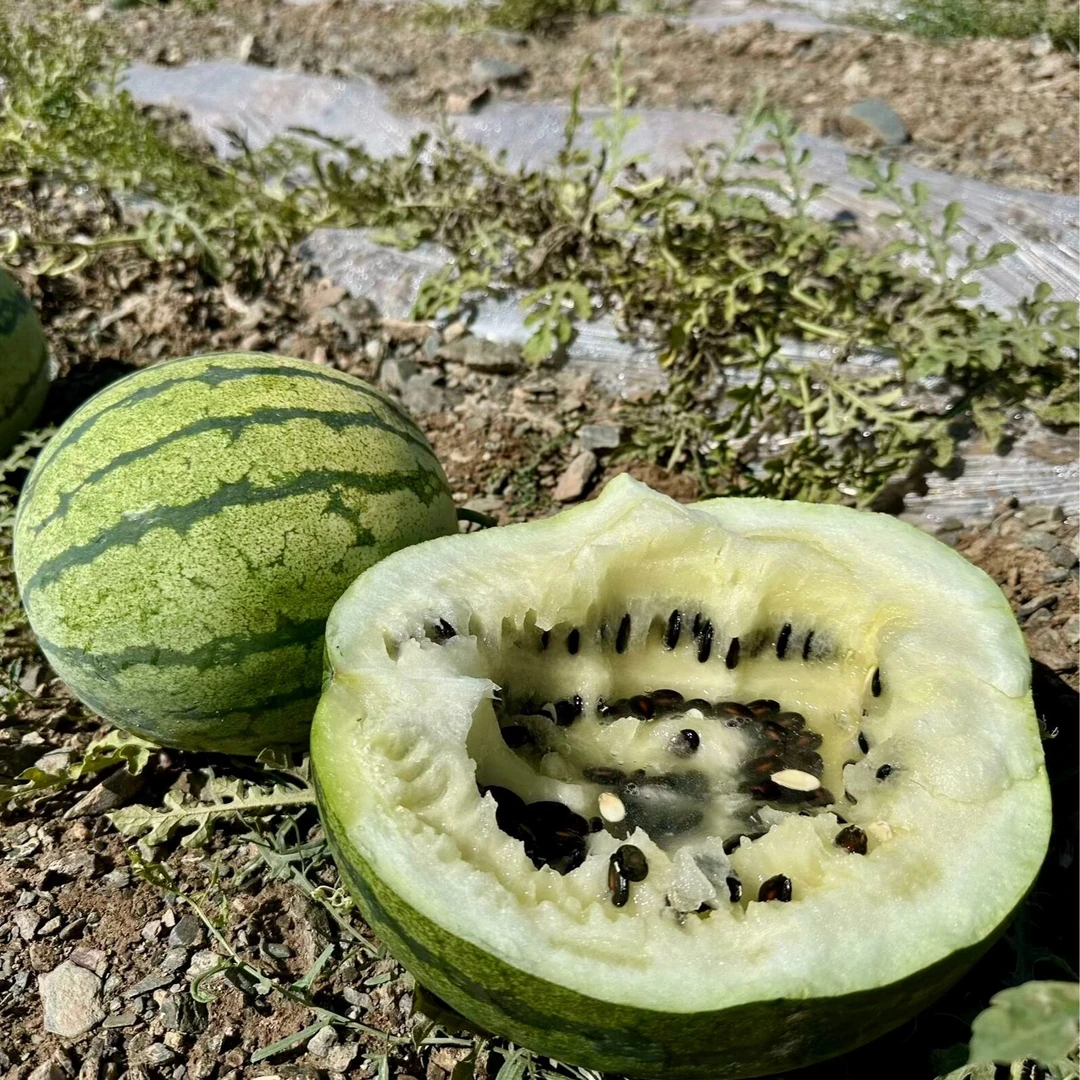 景泰旱砂地新鲜采摘老籽瓜应季水果好吃多汁