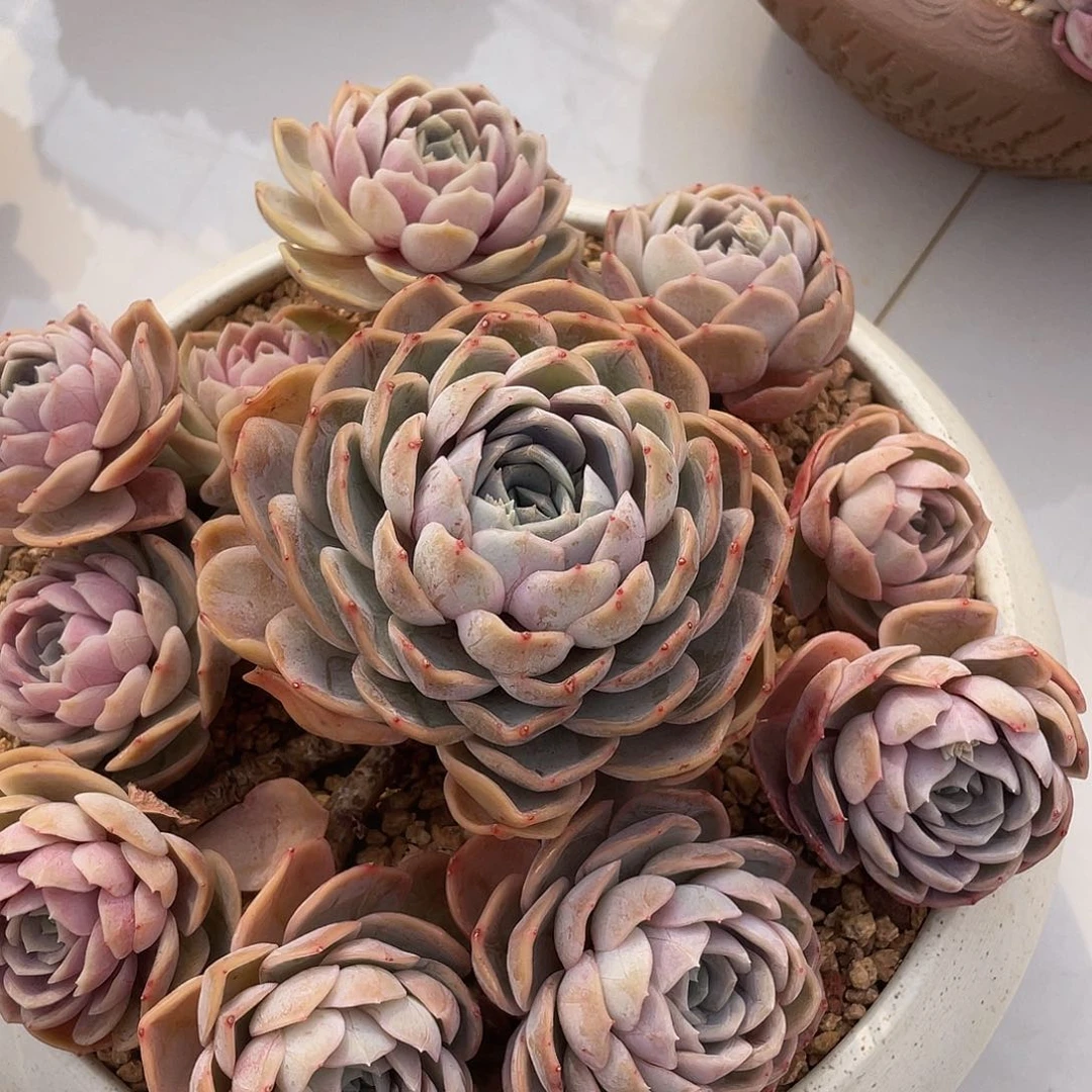 蓝色惊喜捧花多肉多肉