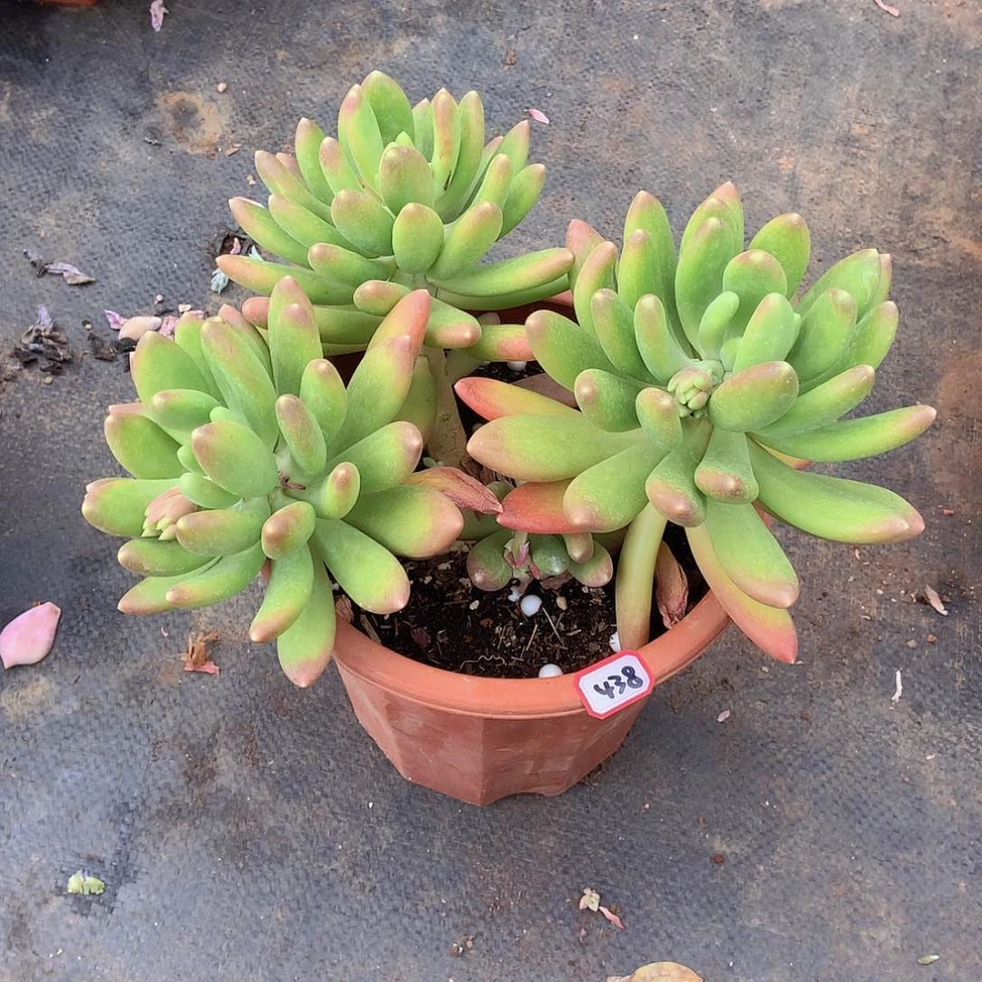 九号一物一拍多肉438金蟾