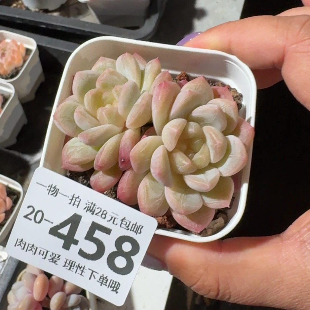 优选珍妮无盆土发货无