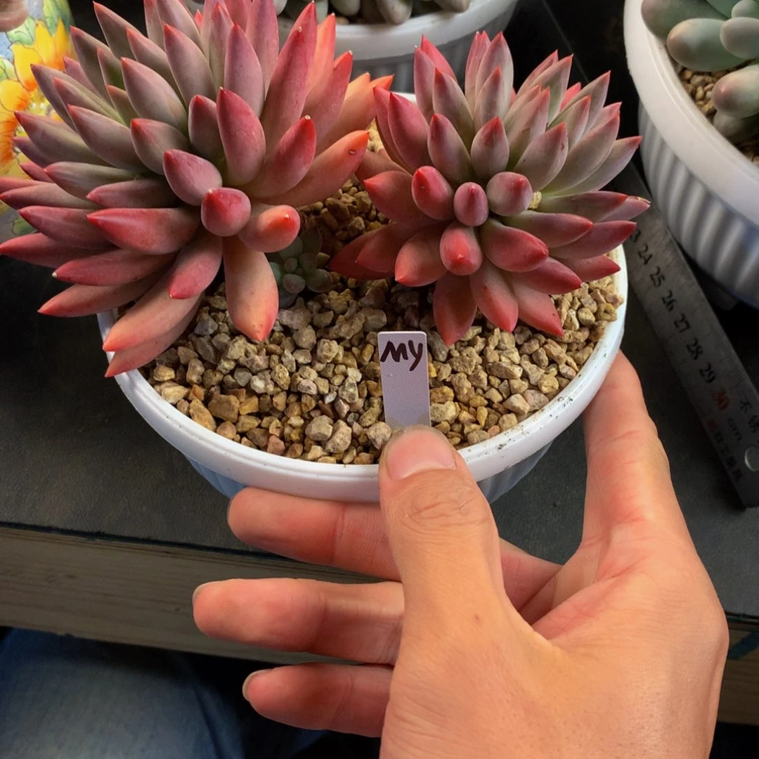 虞美人好看好看好看