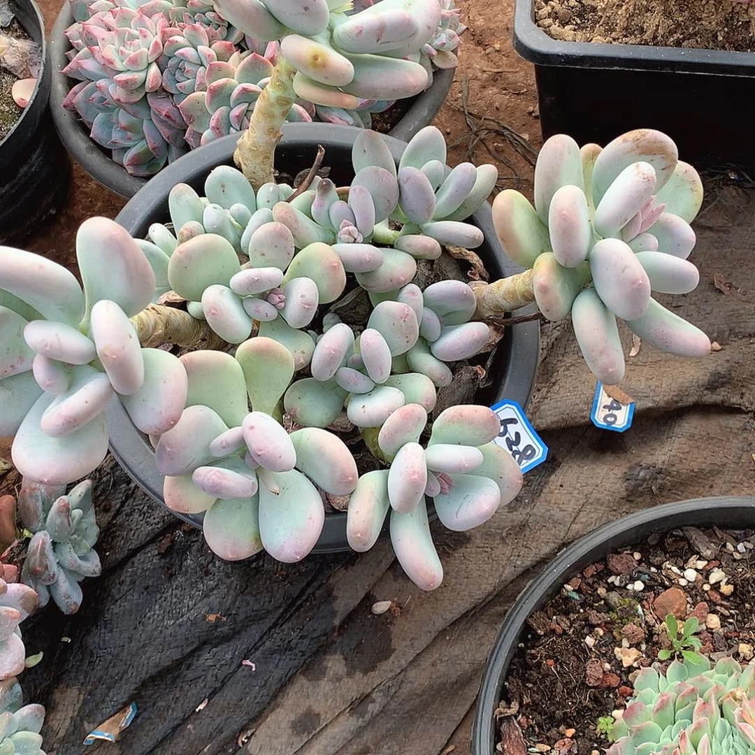 628奶杂 一物一拍多肉