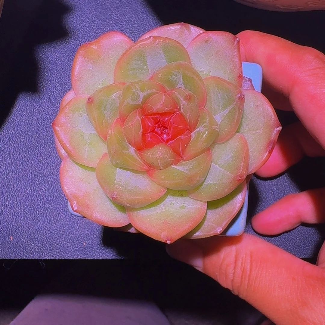 春风珍妮  一物一拍