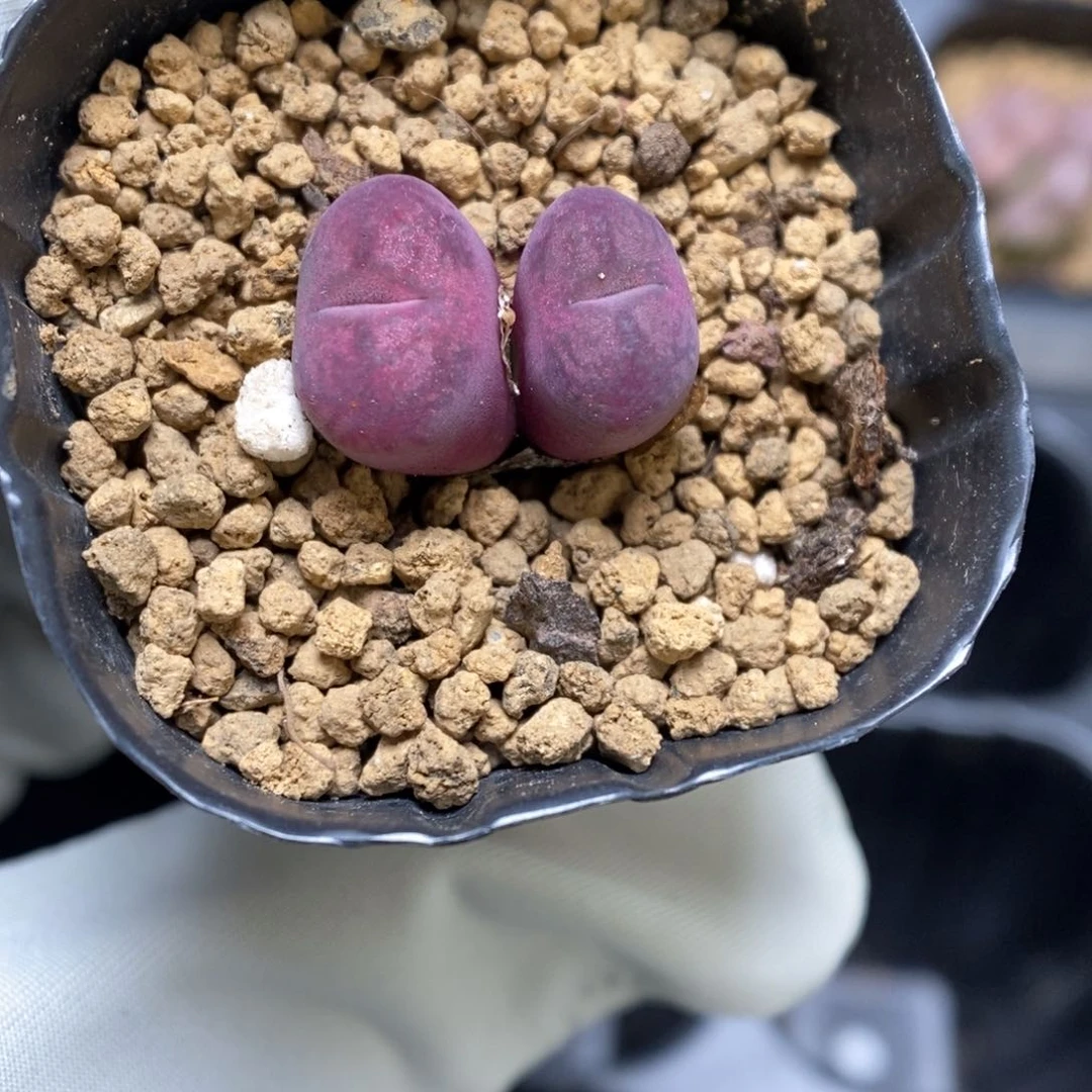 多肉植物肉锥杂交K-3595