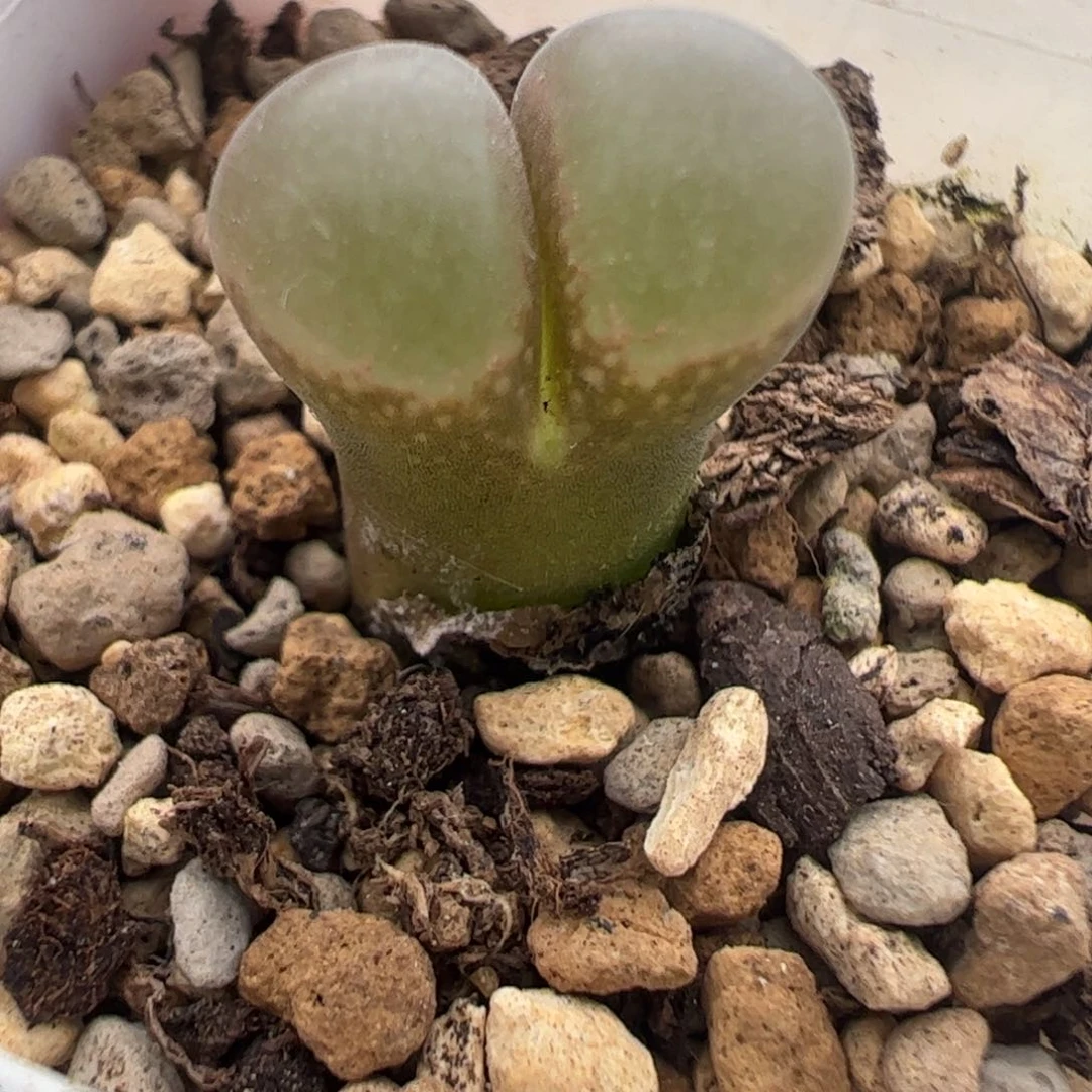 469 好看的多肉冲冲冲冲