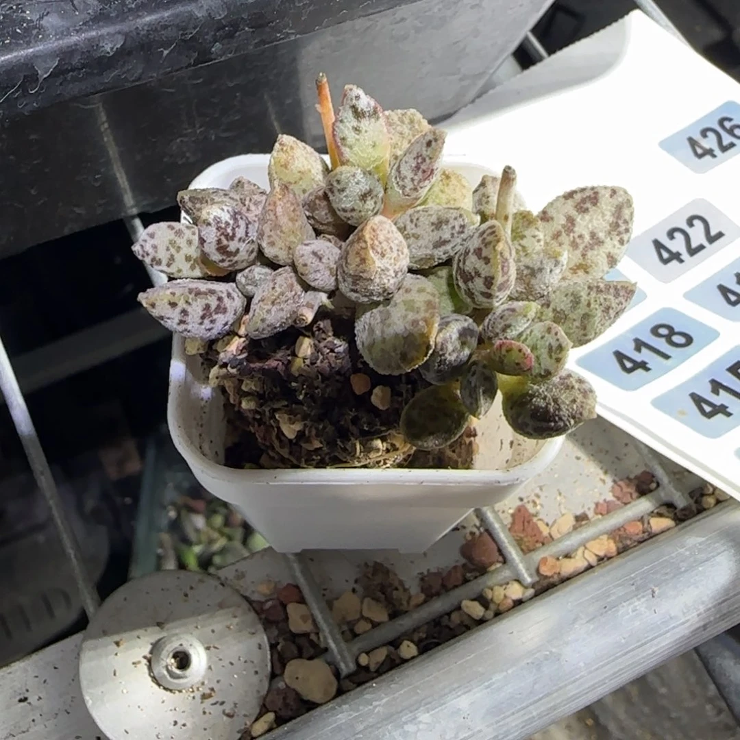 好***6白马水泡多肉植物