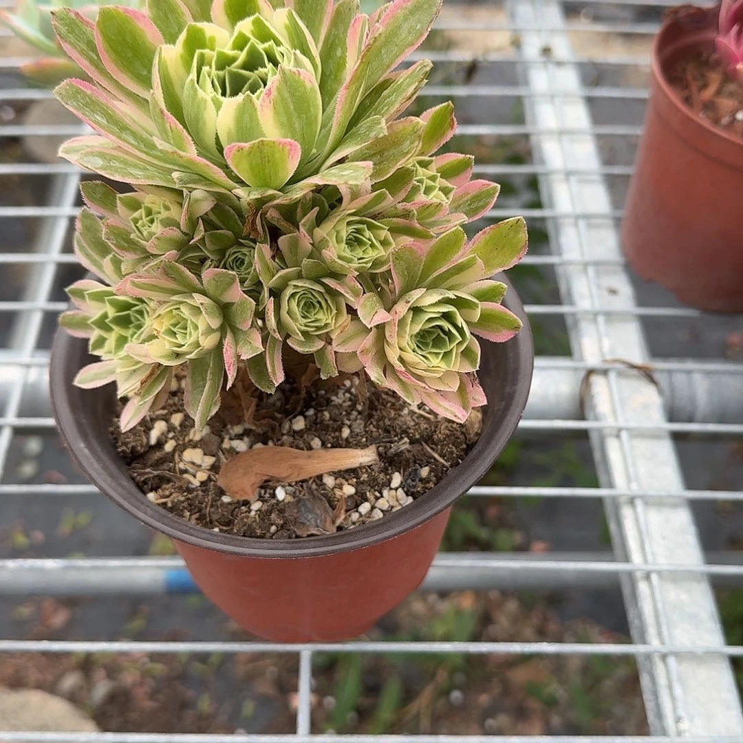 金丝翡翠多肉植物