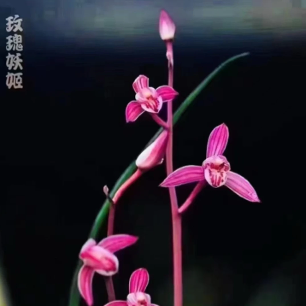 兰花建兰玫瑰妖姬，前拢子母两苗壮苗