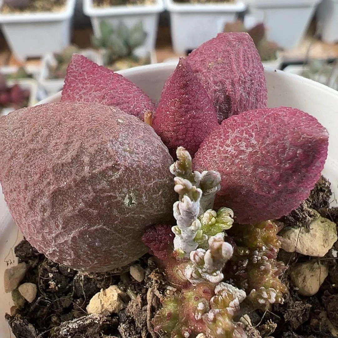 缀化少女心多肉水泡植物