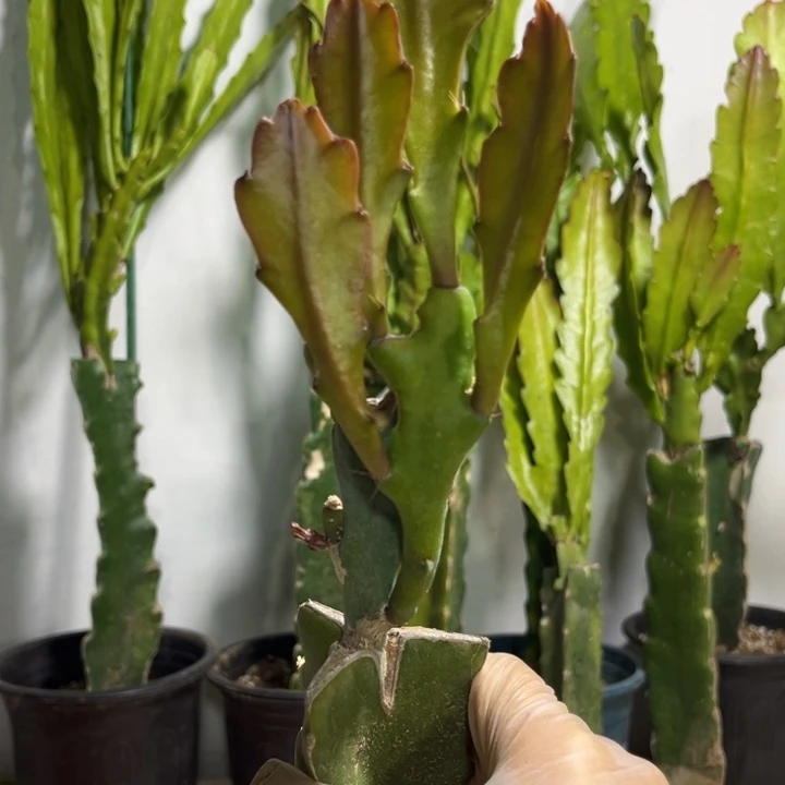 当前无花栽培后可以开花349