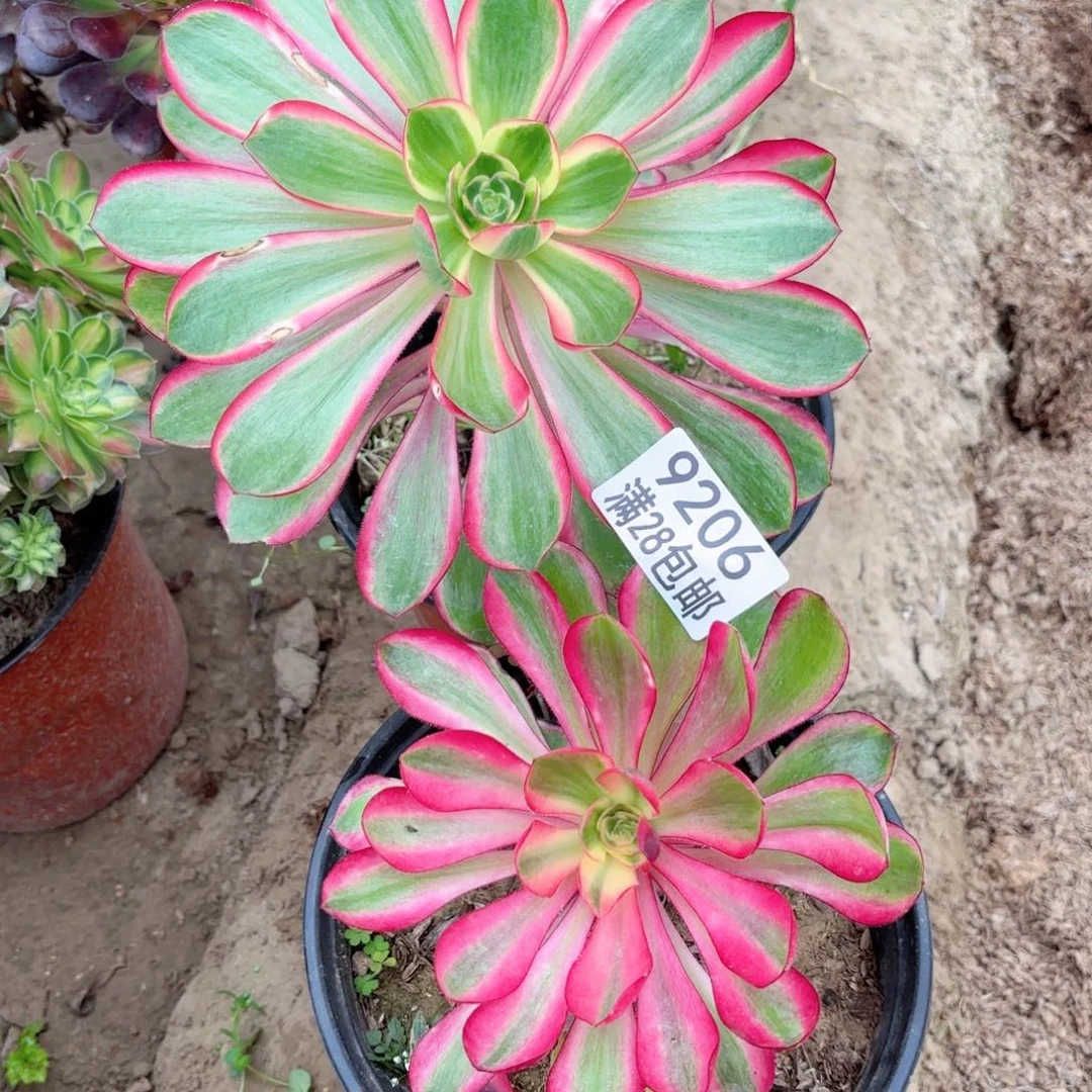 9206两颗多肉，11111