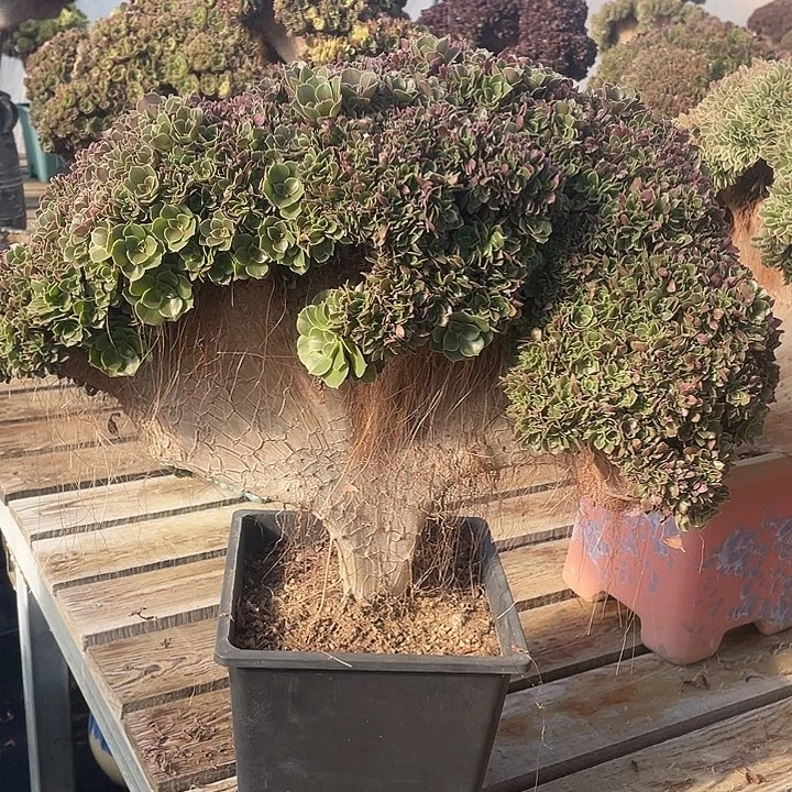 150-1玫瑰缀化自然朵朵脱土包邮