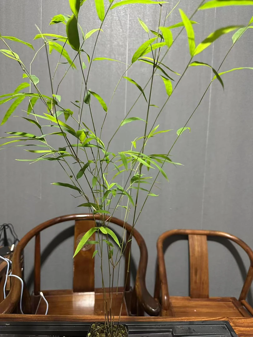 乡里乡亲一物一拍精品兰花