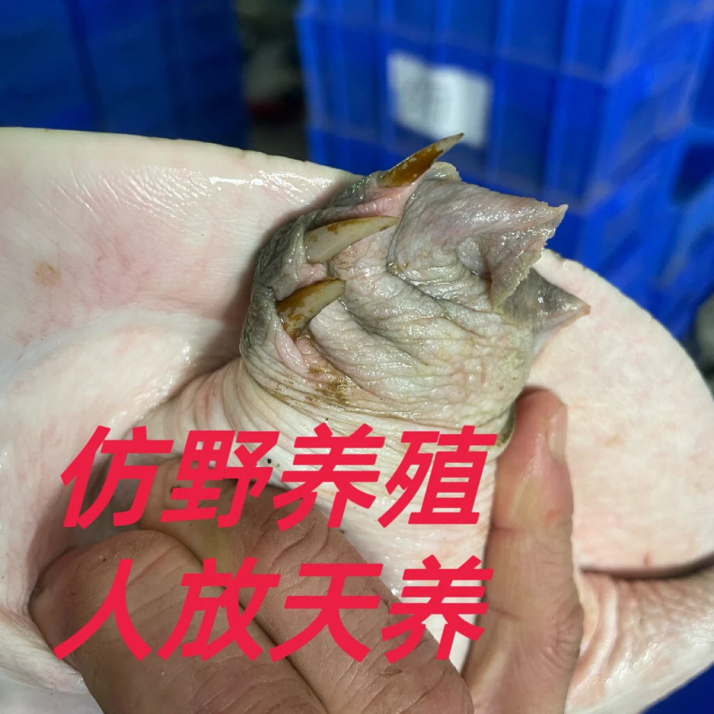 【现场改价】江西生态公鱼外塘老鳖团鱼包邮包活鲜活红烧老甲鱼煲汤