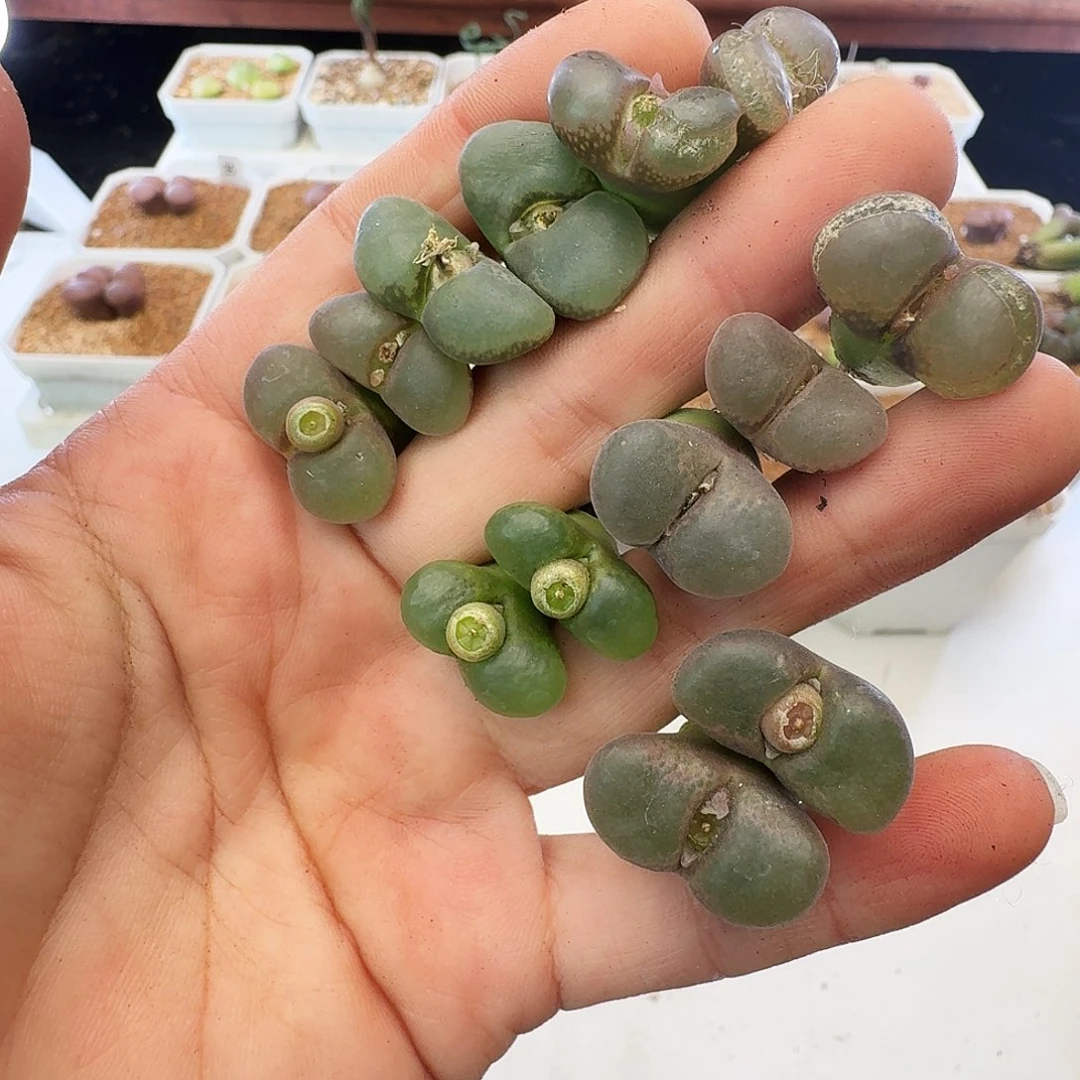 福利瑕疵风铃介意慎拍342