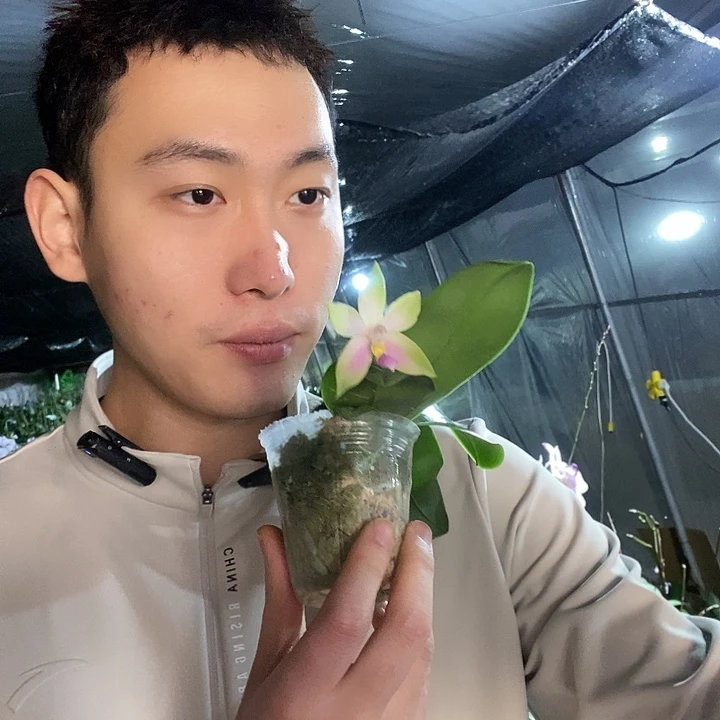 无花朵粉贝带花剑